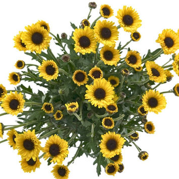 Pom Novelty Oki Doki