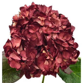 Hydrangea Tinted Burgundy #23