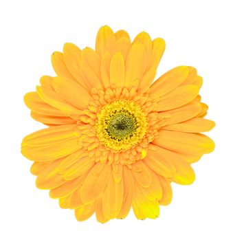 Gerbera Yellow 