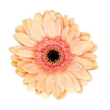 Gerbera Peach