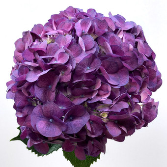 Hydrangea Purple 
