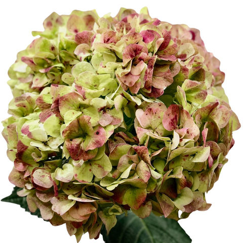 Hydrangea Antique Red