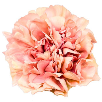 Carnation Caramel