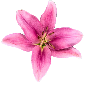Lily LA Indian Summerset