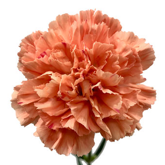 Carnation Hermes Orange