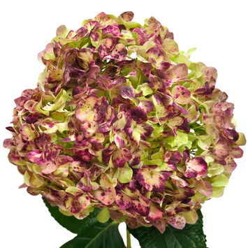 Hydrangea Antique Red