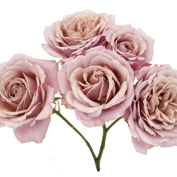 Garden Rose Spray Wabara