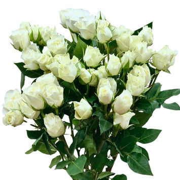 Spray Rose Vivanne
