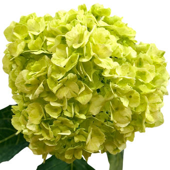 Hydrangea Lime Green Mojito