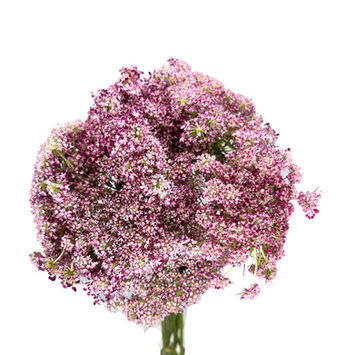 Ammi Majus Chocolate Lace