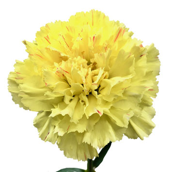 Carnation Hermes