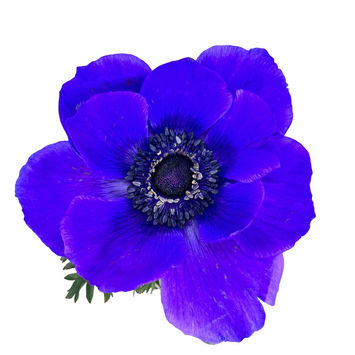 Anemone Purple 