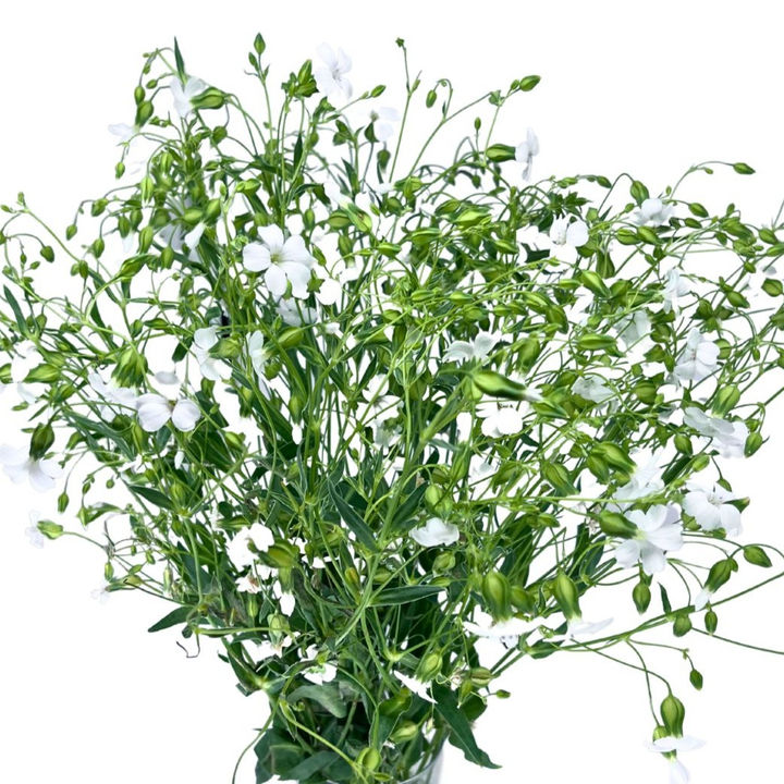 Saponaria White