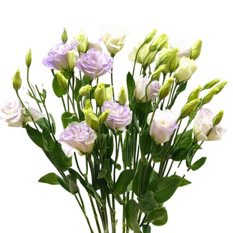 Lisianthus Lavender