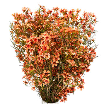 Waxflower Orange Tinted 