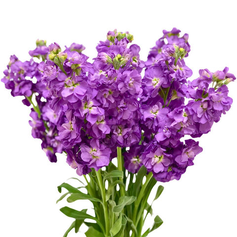 Stock Double Mid Blue