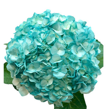 Hydrangea Tinted Dark Teal #9