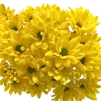 Pom Daisy Minion