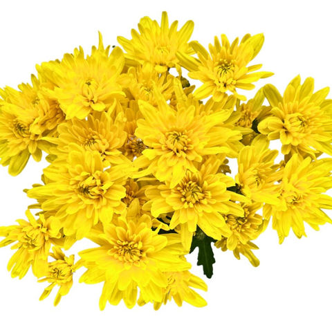 Pom Cushion Yellow Zembla