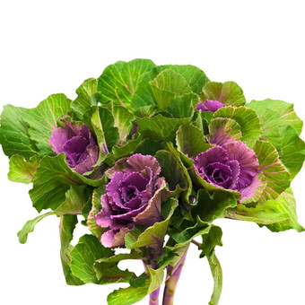 Kale Purple