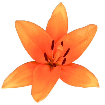 Lily LA Hybrid Honesty