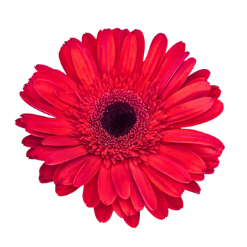Gerbera Red