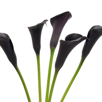 Mini Calla Schwarzwalder