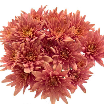 Pom Cushion Veronica