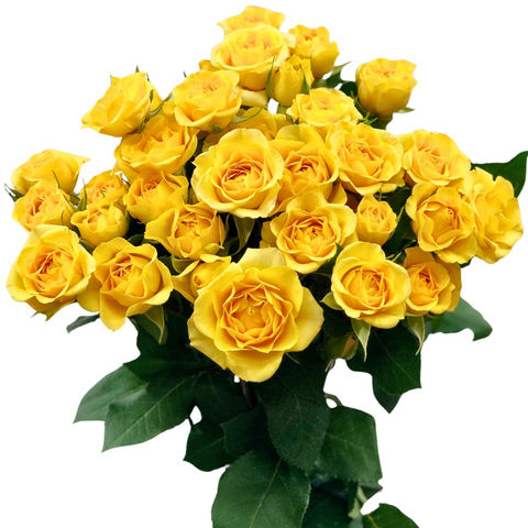 Spray Rose Babe Yellow