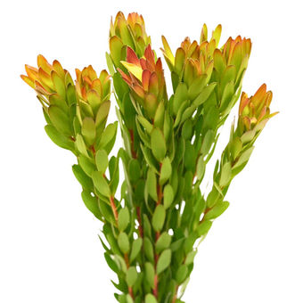 Protea Gold Strike 