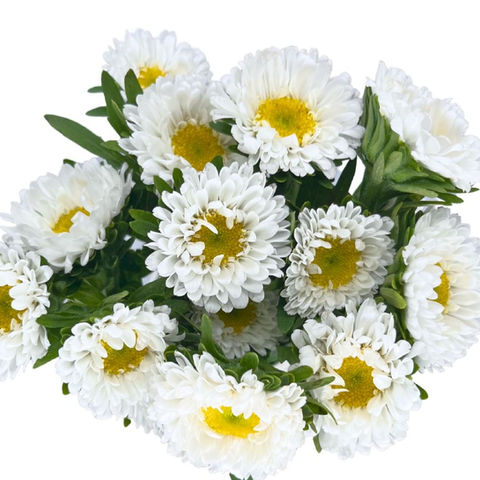 Aster Matsumoto White