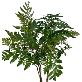 Foliage Leather Leaf