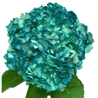 Hydrangea Tinted Dark Aqua #8