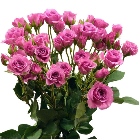 Spray Rose Blue Moon