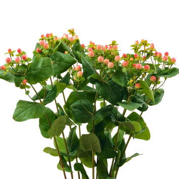 Hypericum Magical Pink