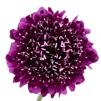Scabiosa Dark Purple