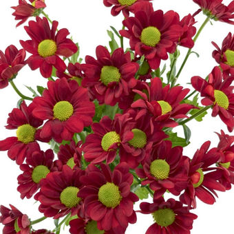 Pom Daisy Nerello