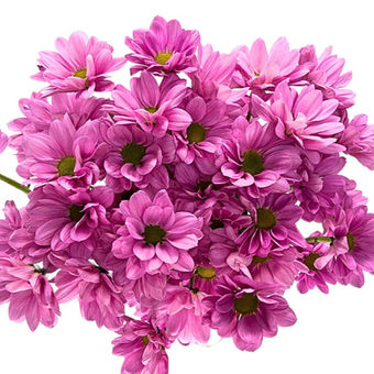 Pom Daisy Lavender Kintaro