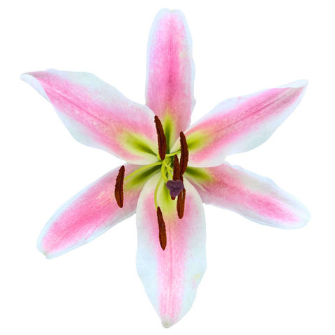 Lily Oriental Profundo