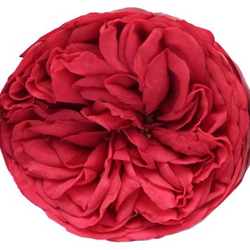 Garden Rose Piano Red