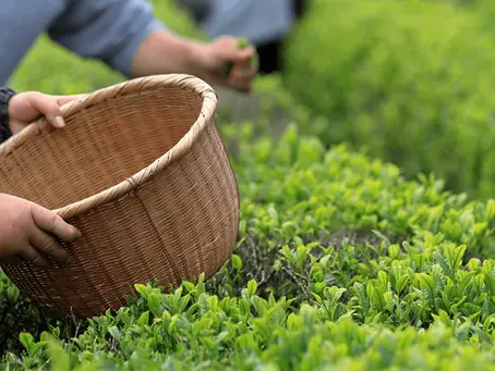 From Shade to Stone-Ground: How Matcha Powder Is Made