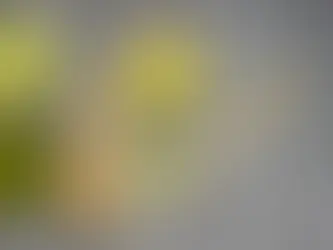 Usucha vs Koicha: Understanding Traditional Ways to Prepare Matcha