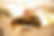 Triculus_7084.jpg