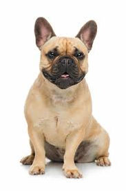 frenchie.jpeg