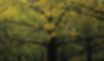 Desktop1920x1080Yellow2