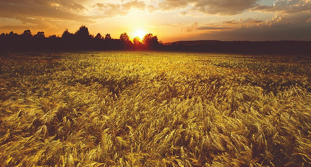 WheatField_edited_edited.jpg