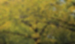 Desktop1920x1080Yellow