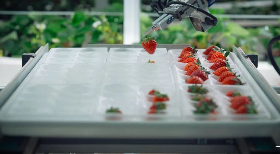 Oishii robot picks an indoor grown strawberry