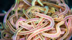 Wriggling Robot Worms Work Together to Climb Walls and Cross Obstacles