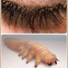 A micro animal that lives in our body